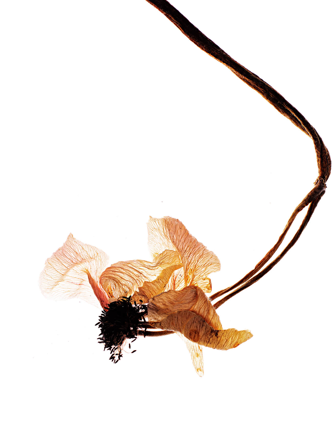 0025-4